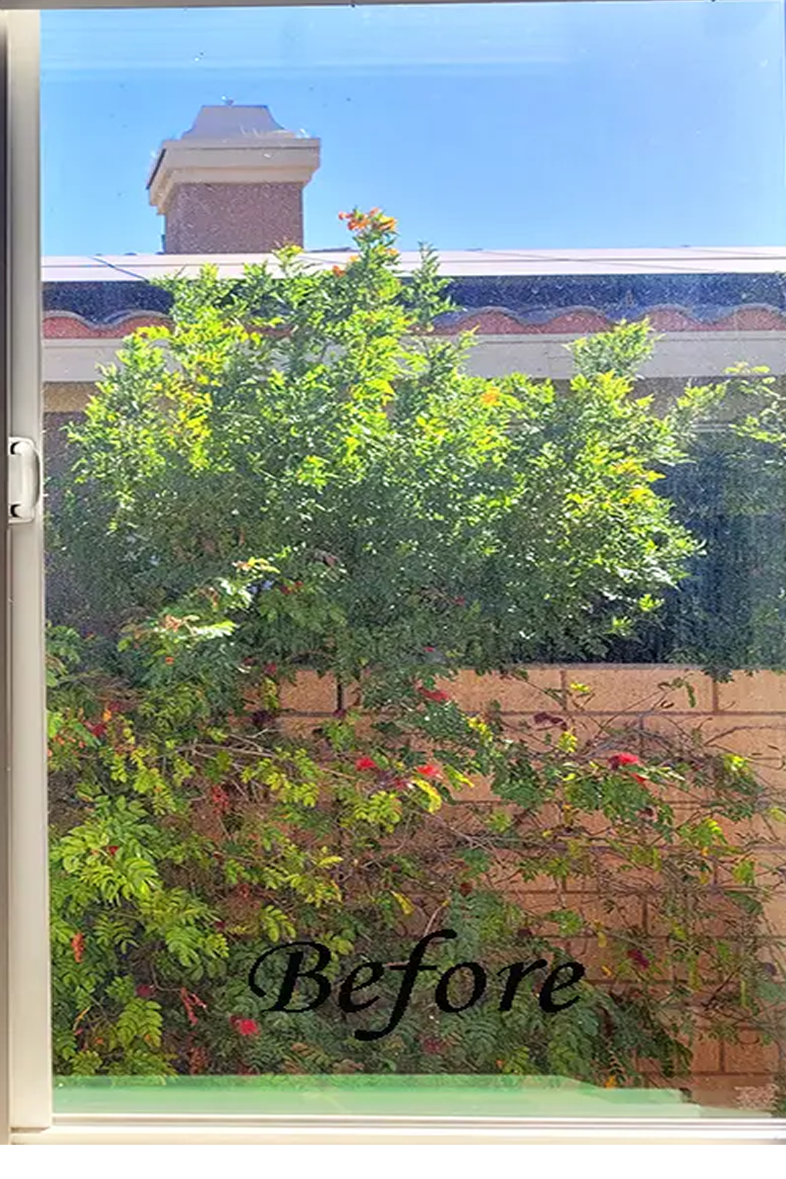 Lush greenery outside window